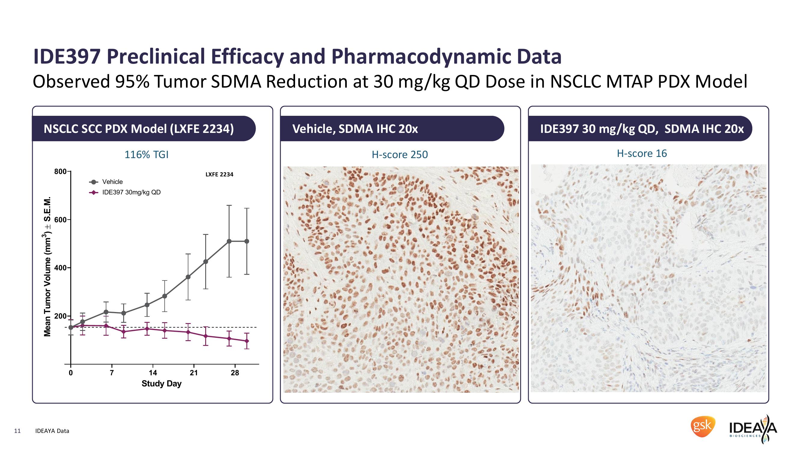 IDEAYA Biosciences Interim IDE397 Phase 1 Clinical Data and Q1 2022 Corporate Update slide image #11