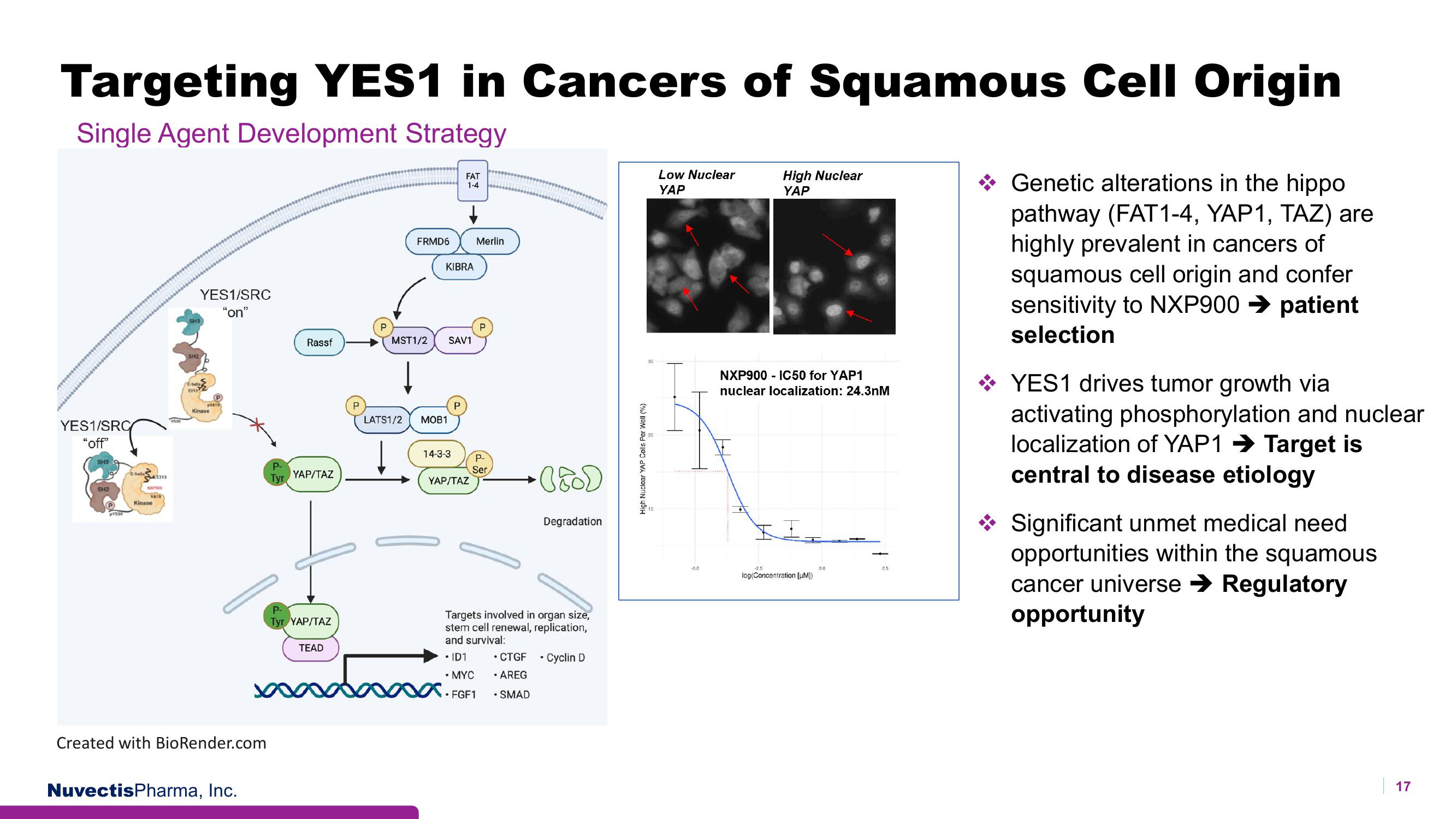 Nuvectis Pharma Investor Presentation Deck slide image #17