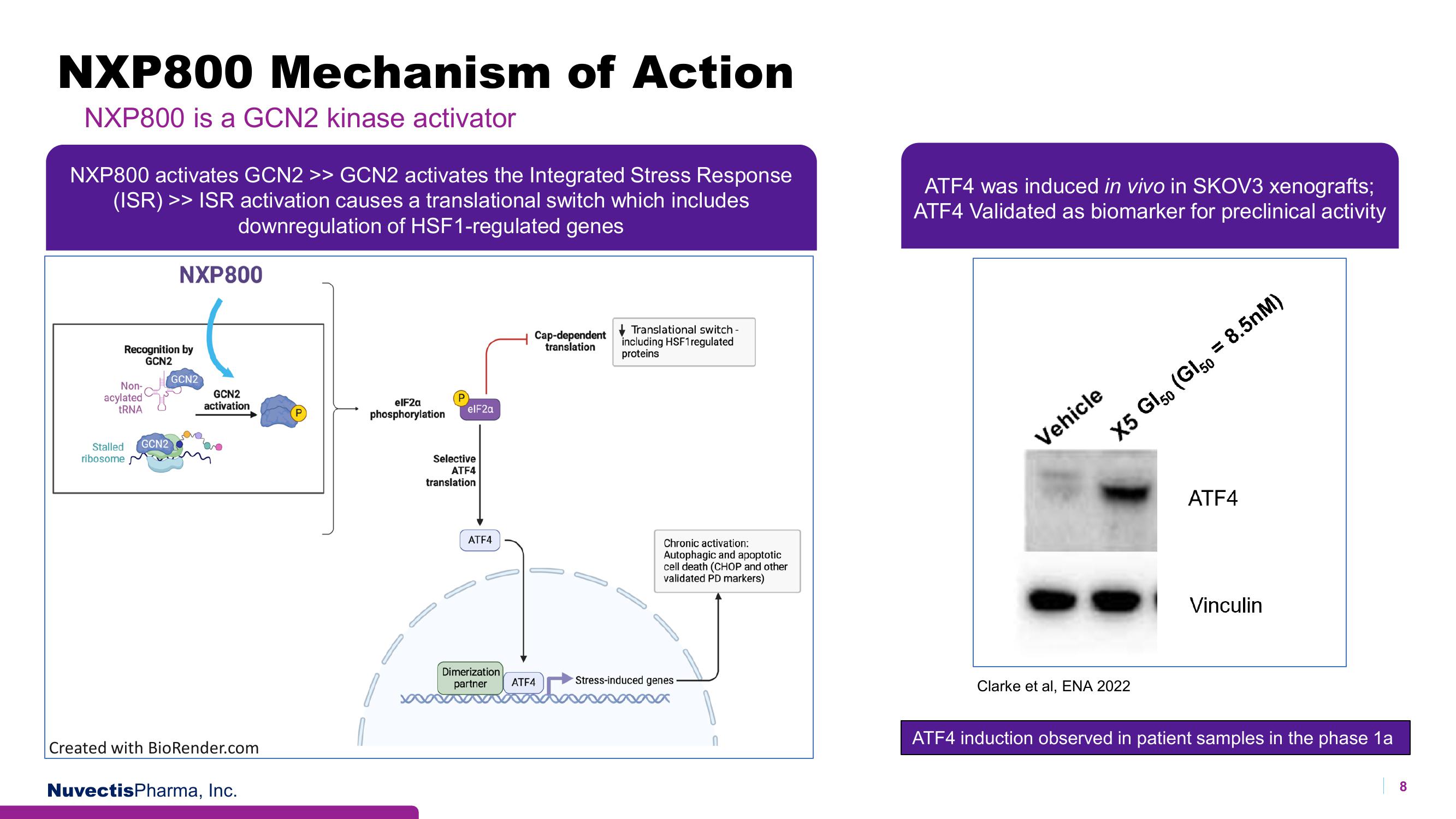 Nuvectis Pharma Investor Presentation Deck slide image #8