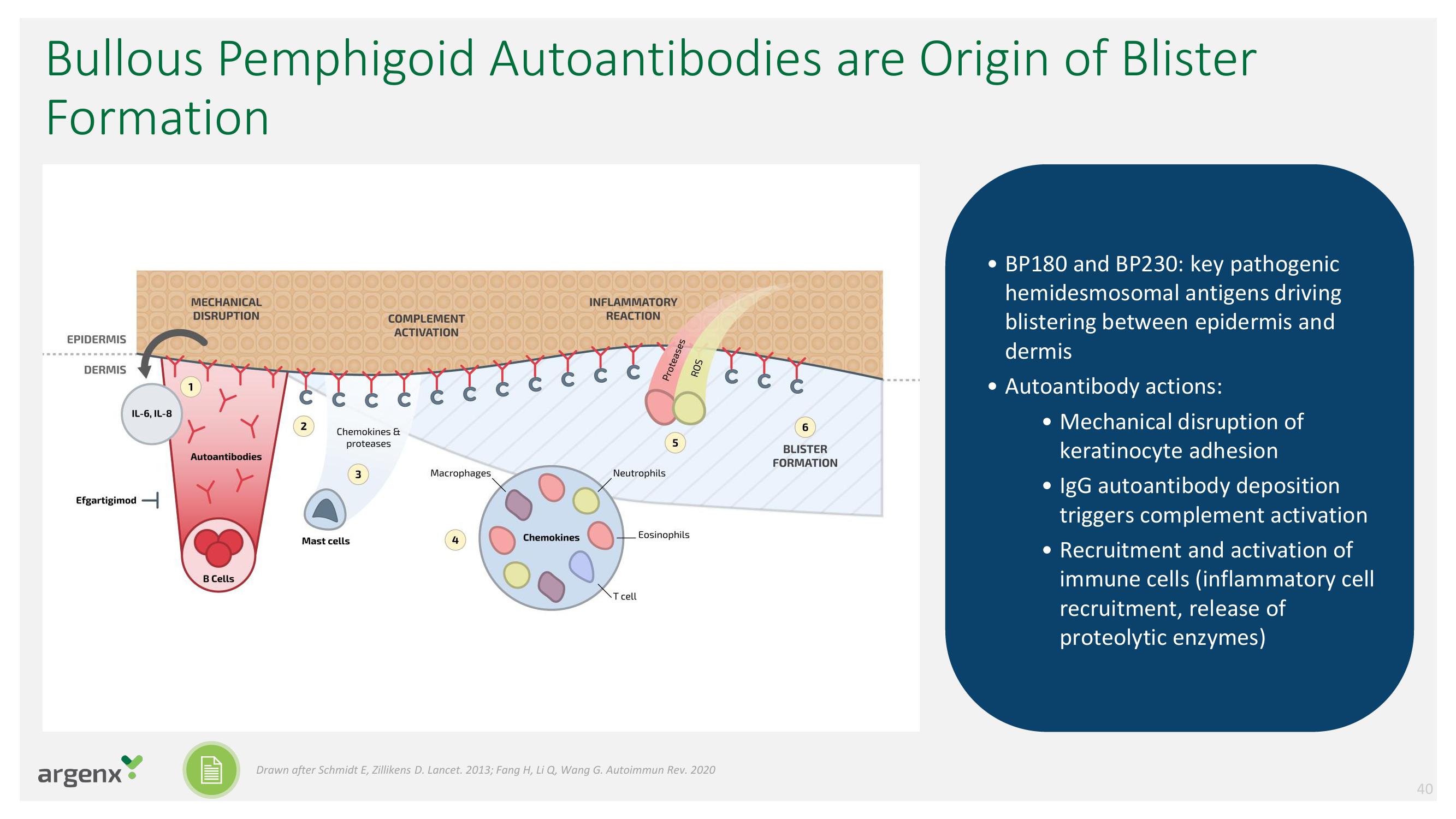 argenx SE Investor Day Presentation Deck slide image #40