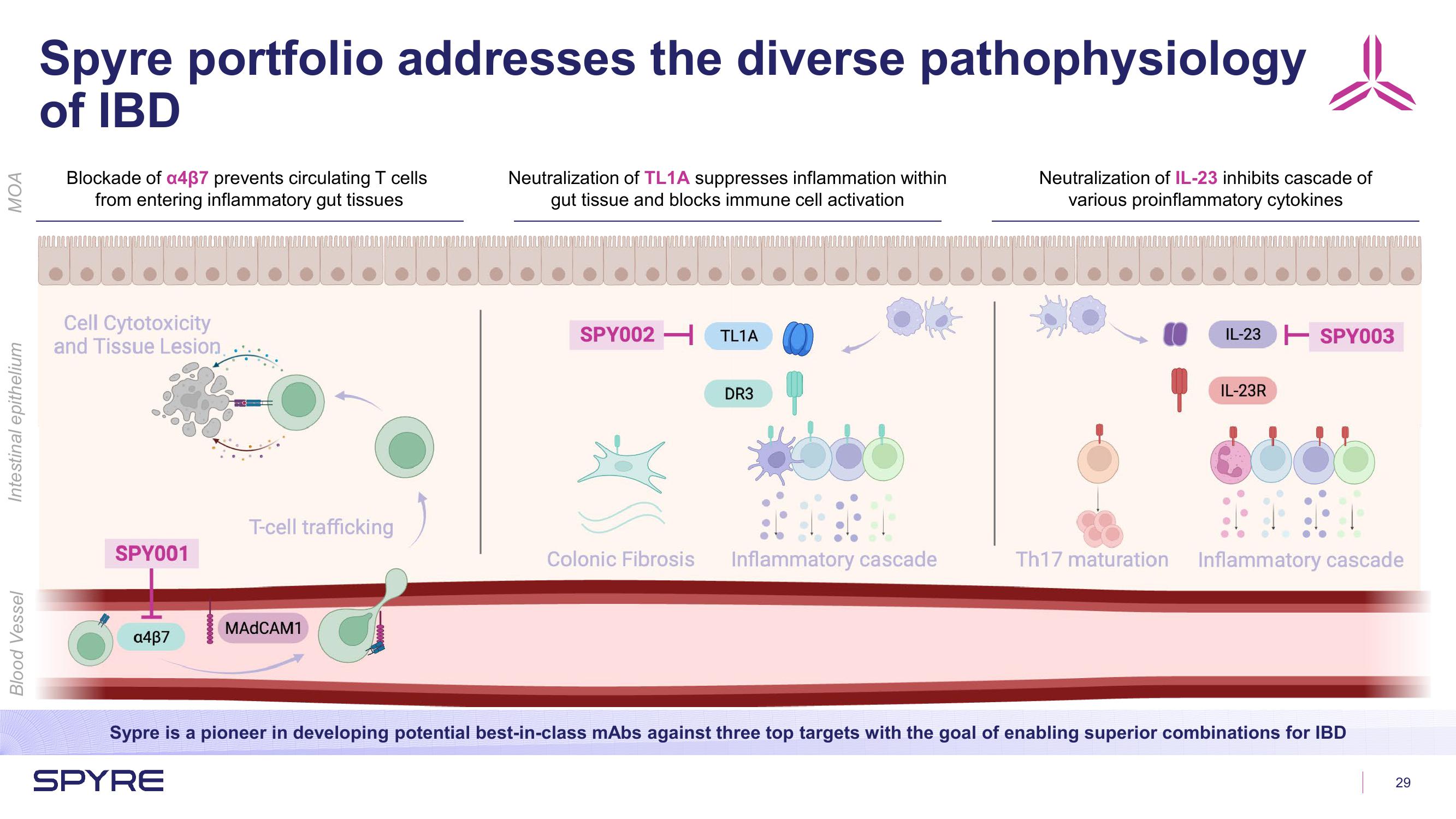 Aeglea BioTherapeutics Investor Presentation Deck slide image #29