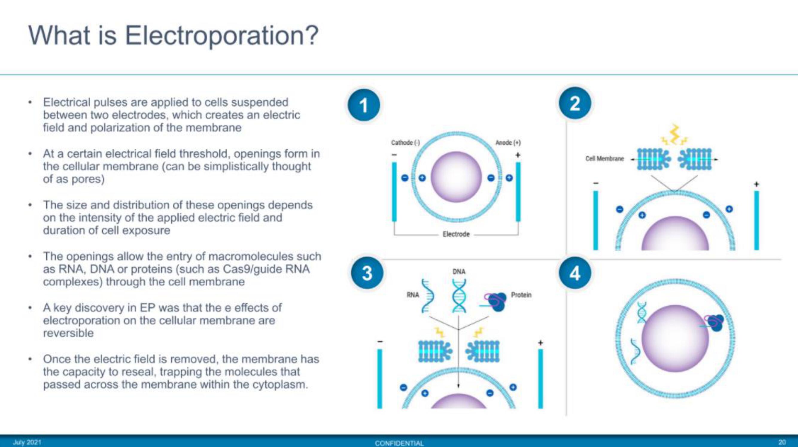 MaxCyte IPO Presentation Deck slide image #20