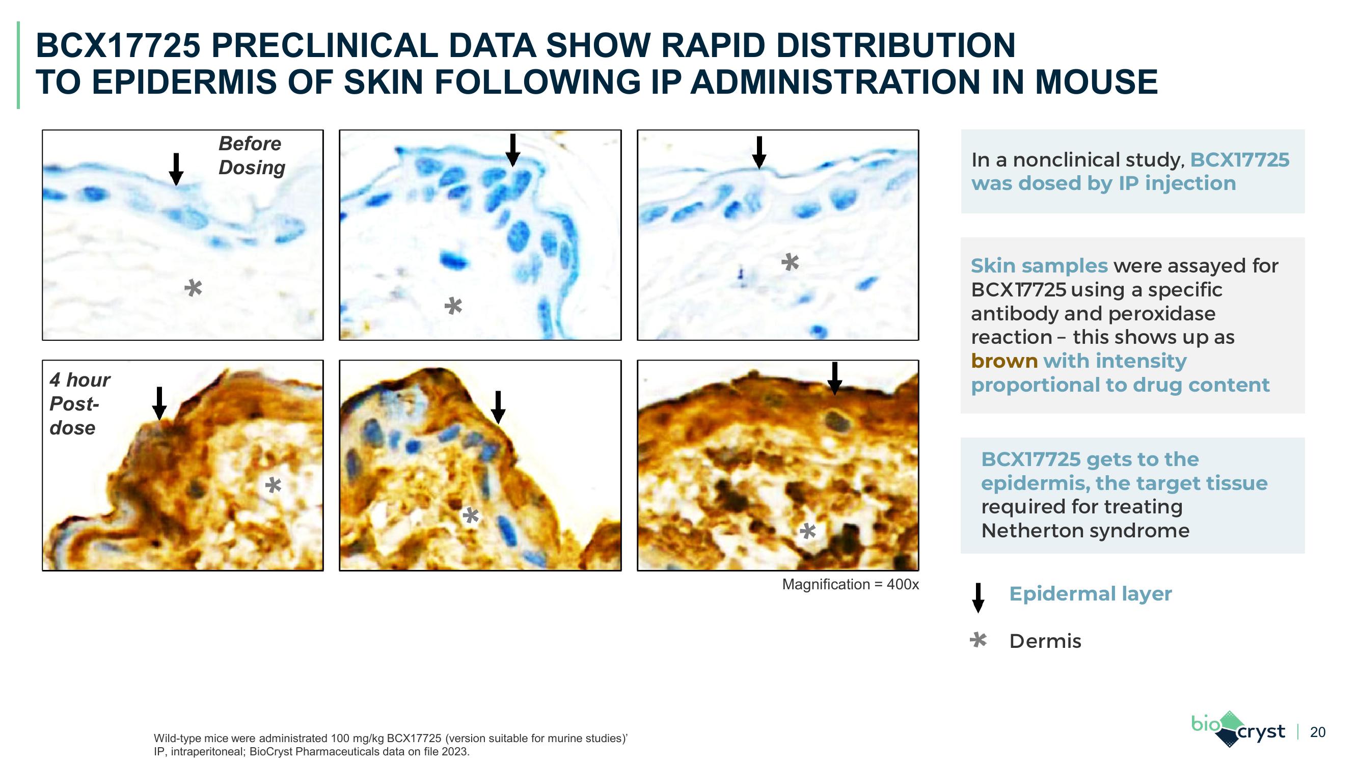 J.P. Morgan Healthcare Conference slide image #20