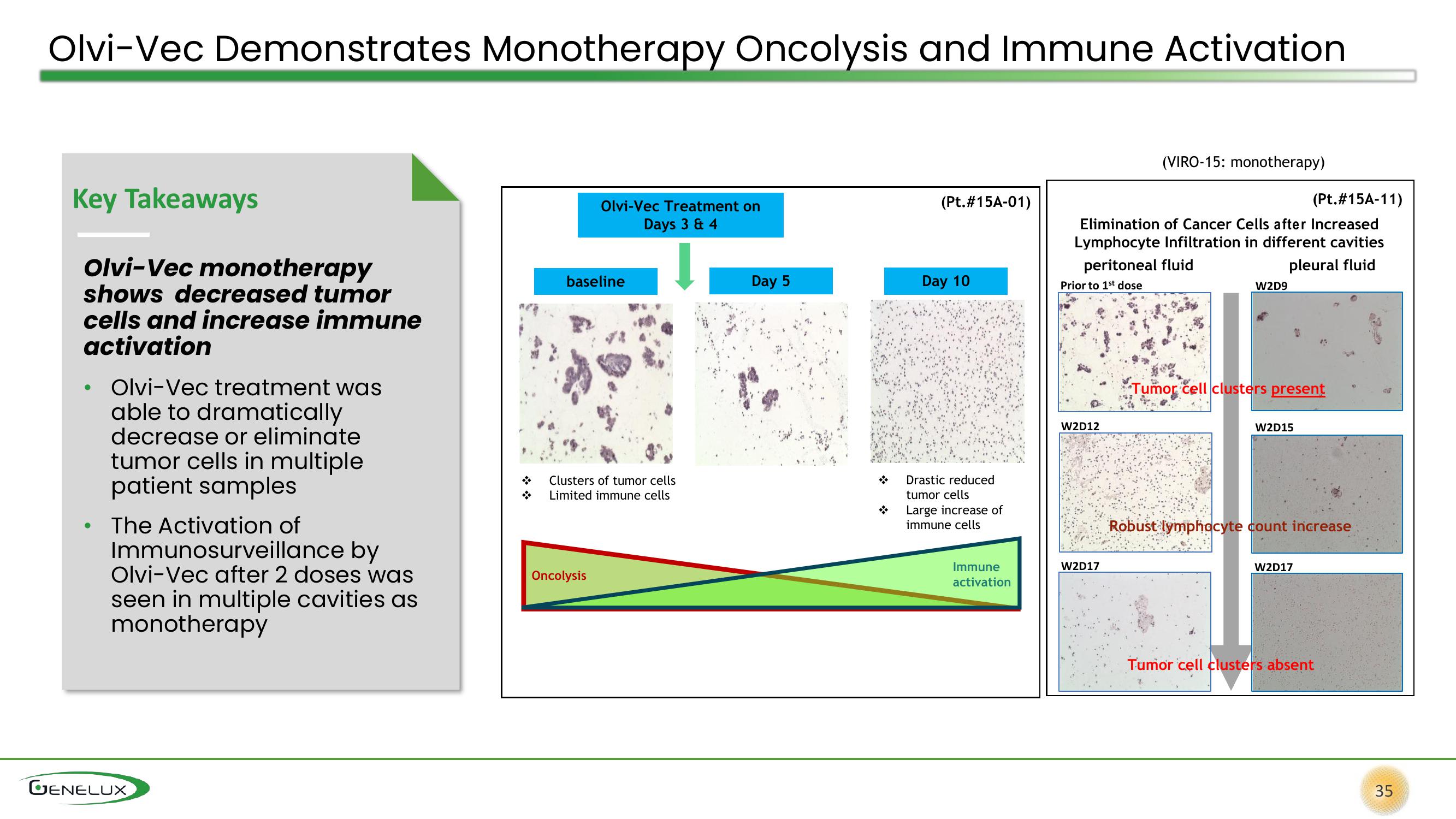 Genelux Investor Presentation Deck slide image #35