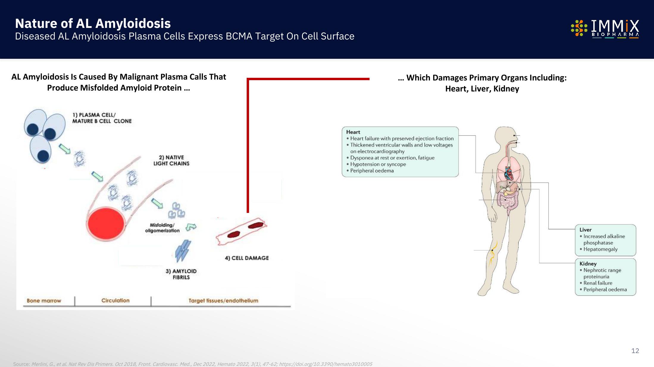 Immix Biopharma Investor Presentation Deck slide image #12