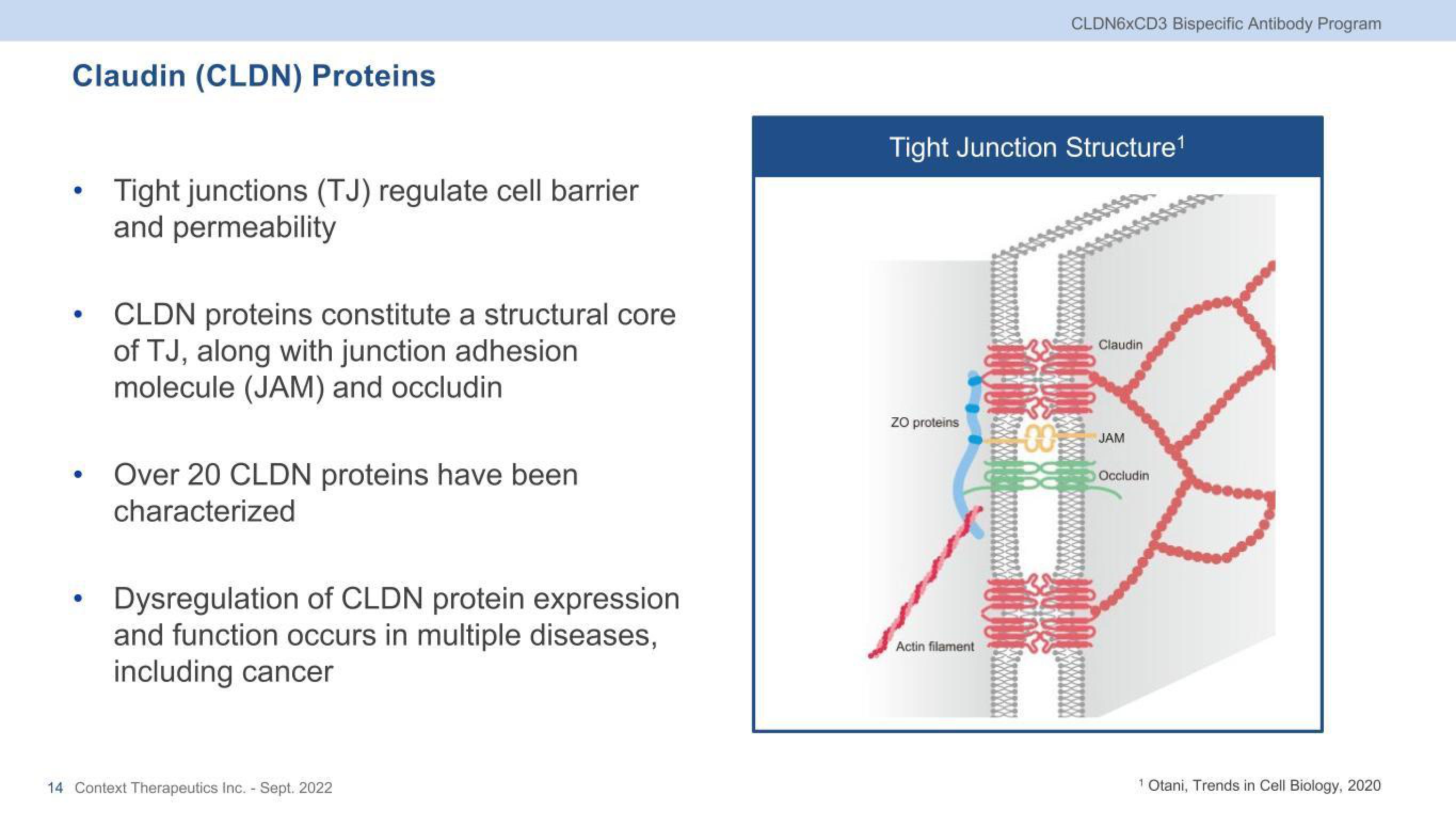 Context Therapeutics Investor Presentation Deck slide image #14