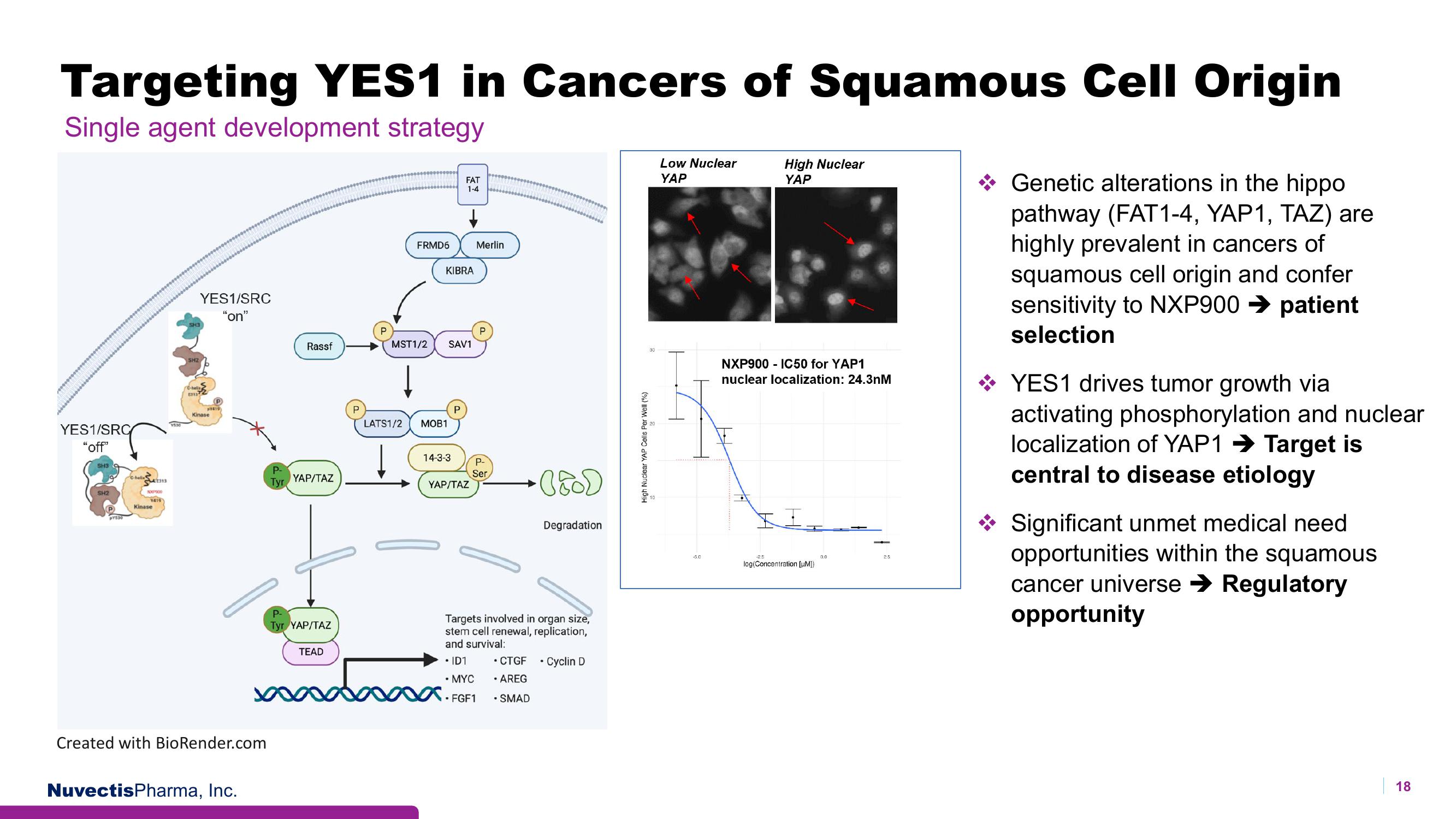 Nuvectis Pharma Investor Presentation Deck slide image #18