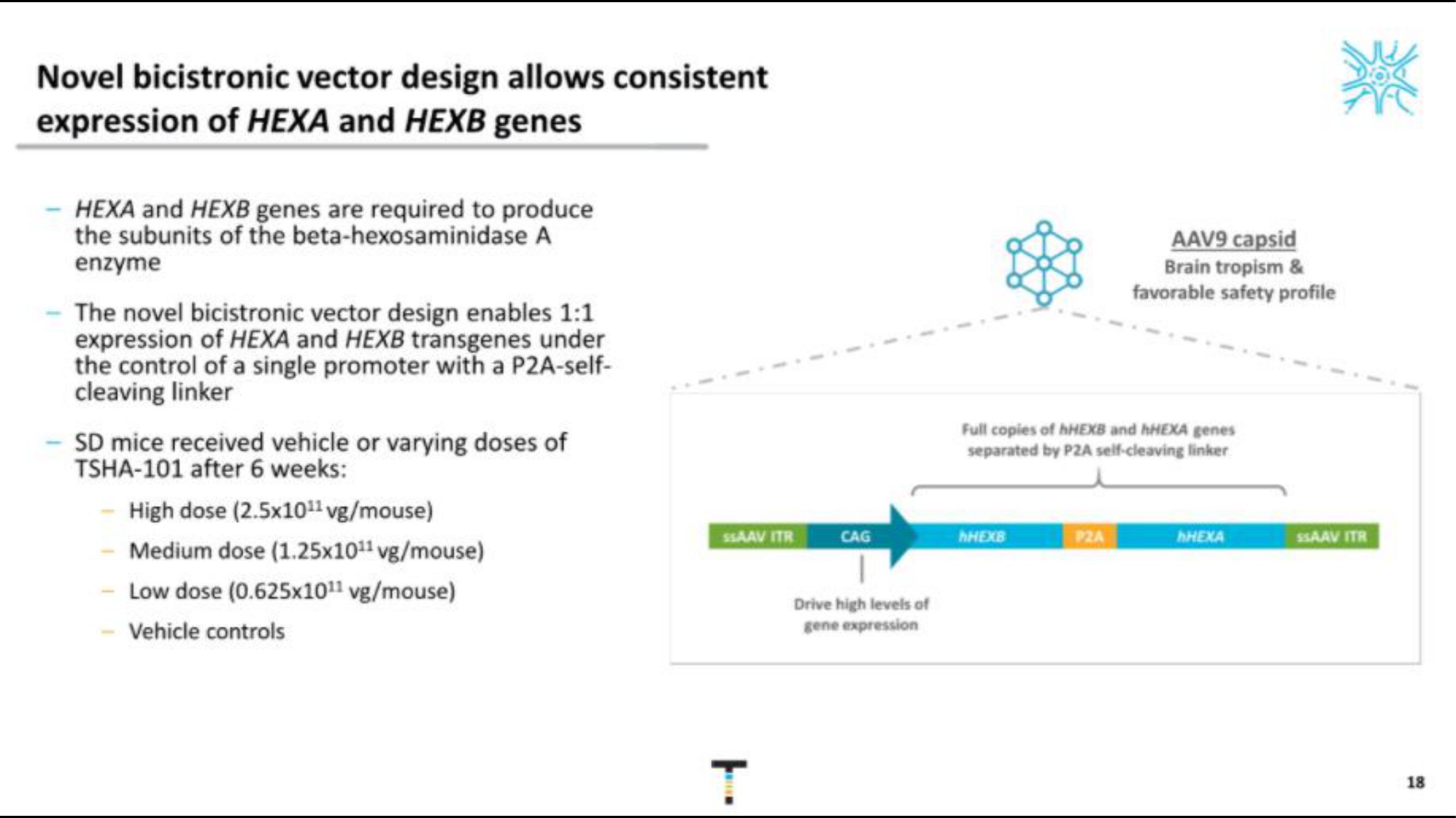 Taysha IPO Presentation Deck slide image #18