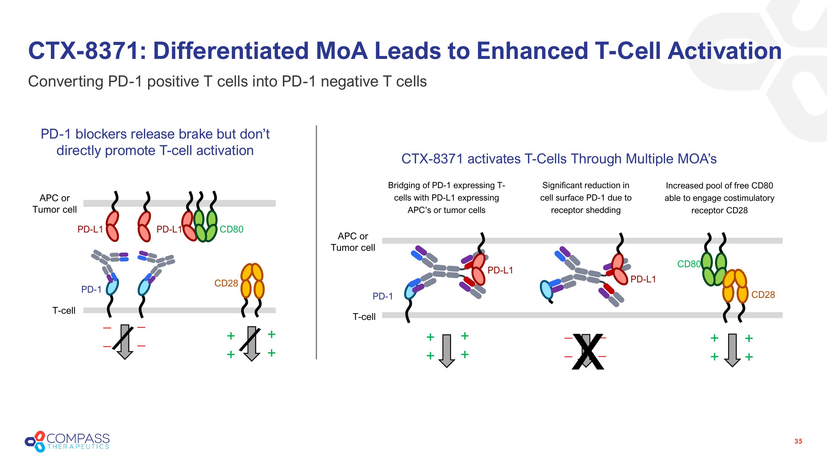 Compass Therapeutics Investor Presentation Deck slide image #35