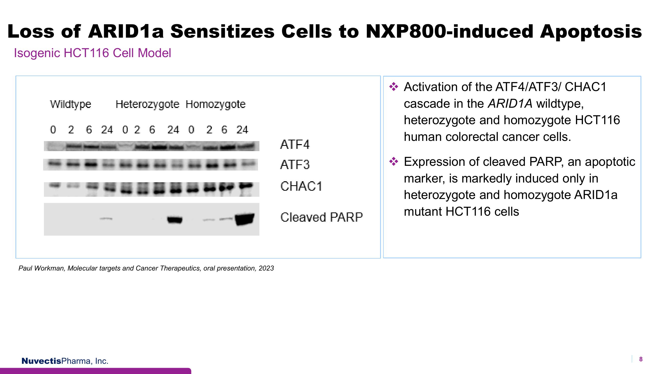 Nuvectis Pharma Investor Presentation Deck slide image #8