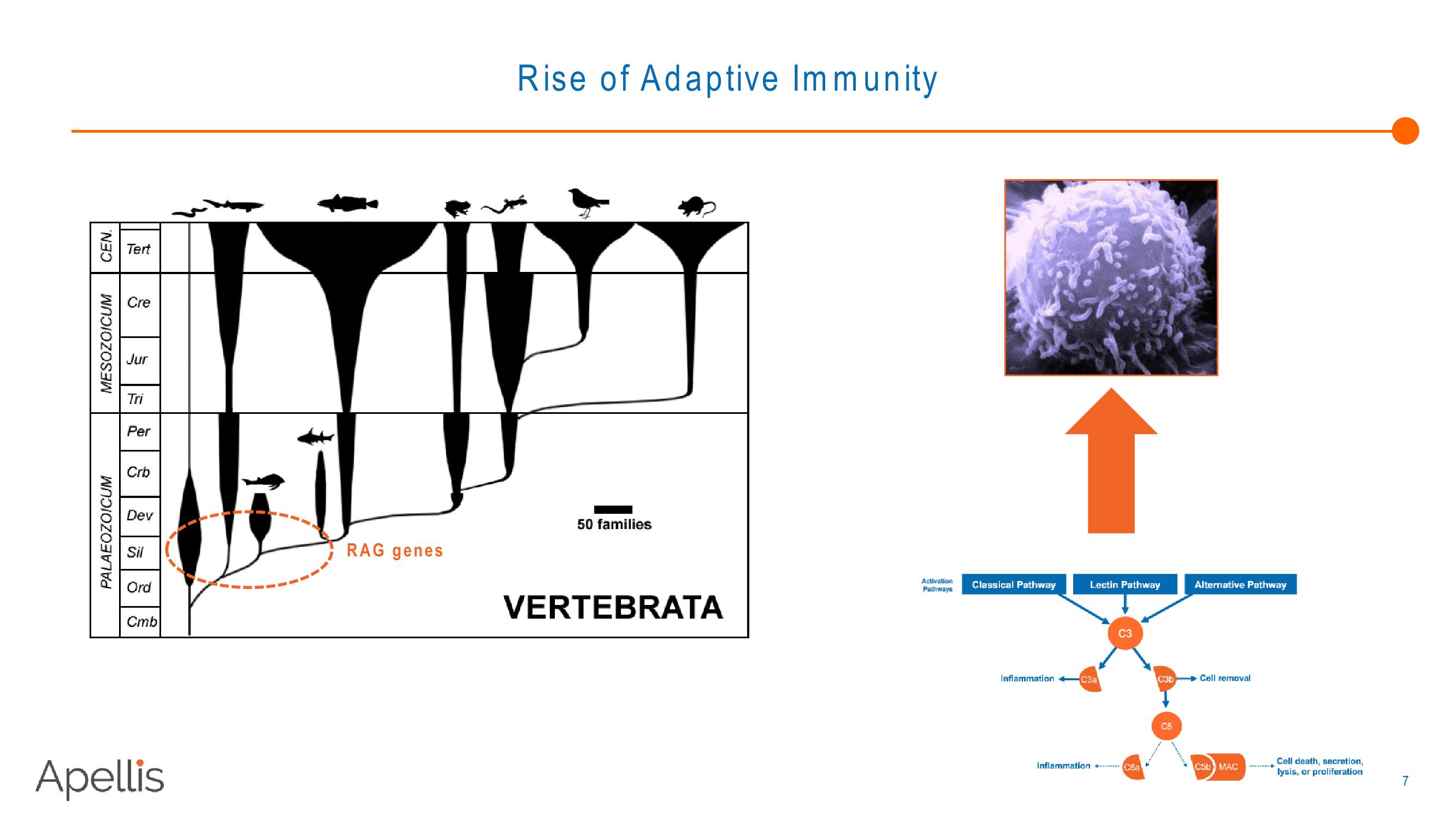 Apellis R&D Day 2018 slide image #7