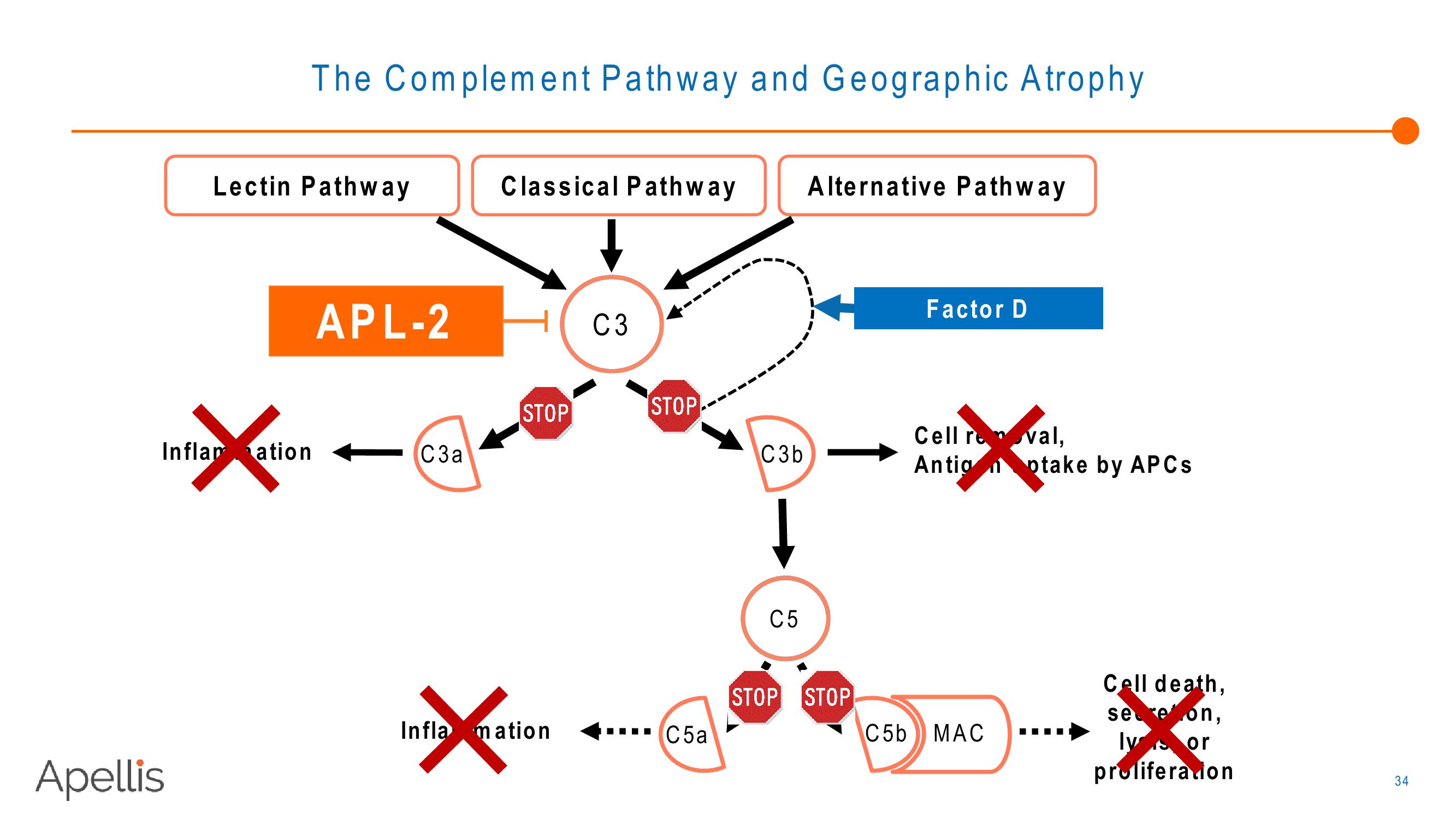 Apellis R&D Day 2018 slide image #34