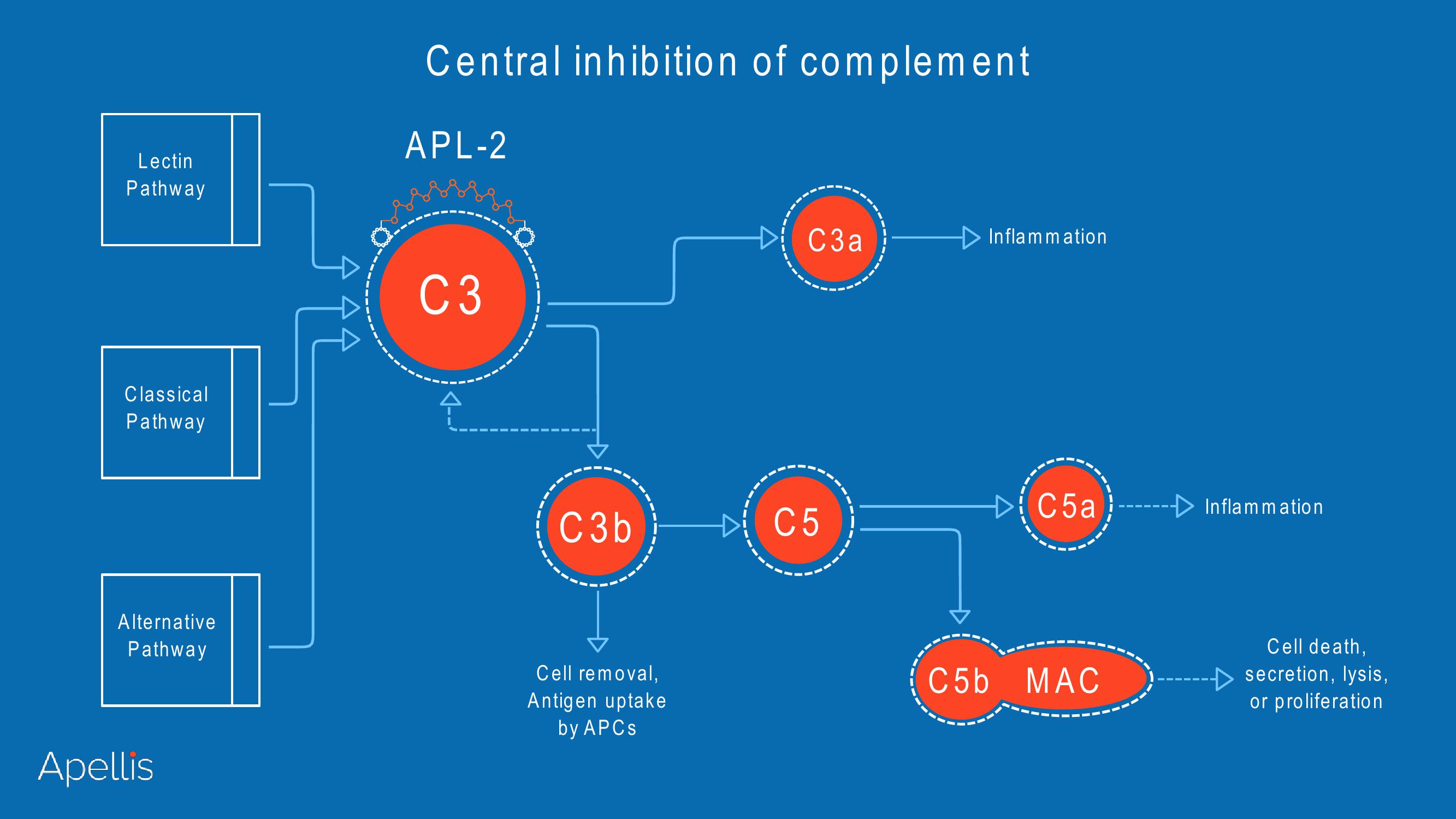 Apellis R&D Day 2018 slide image #63