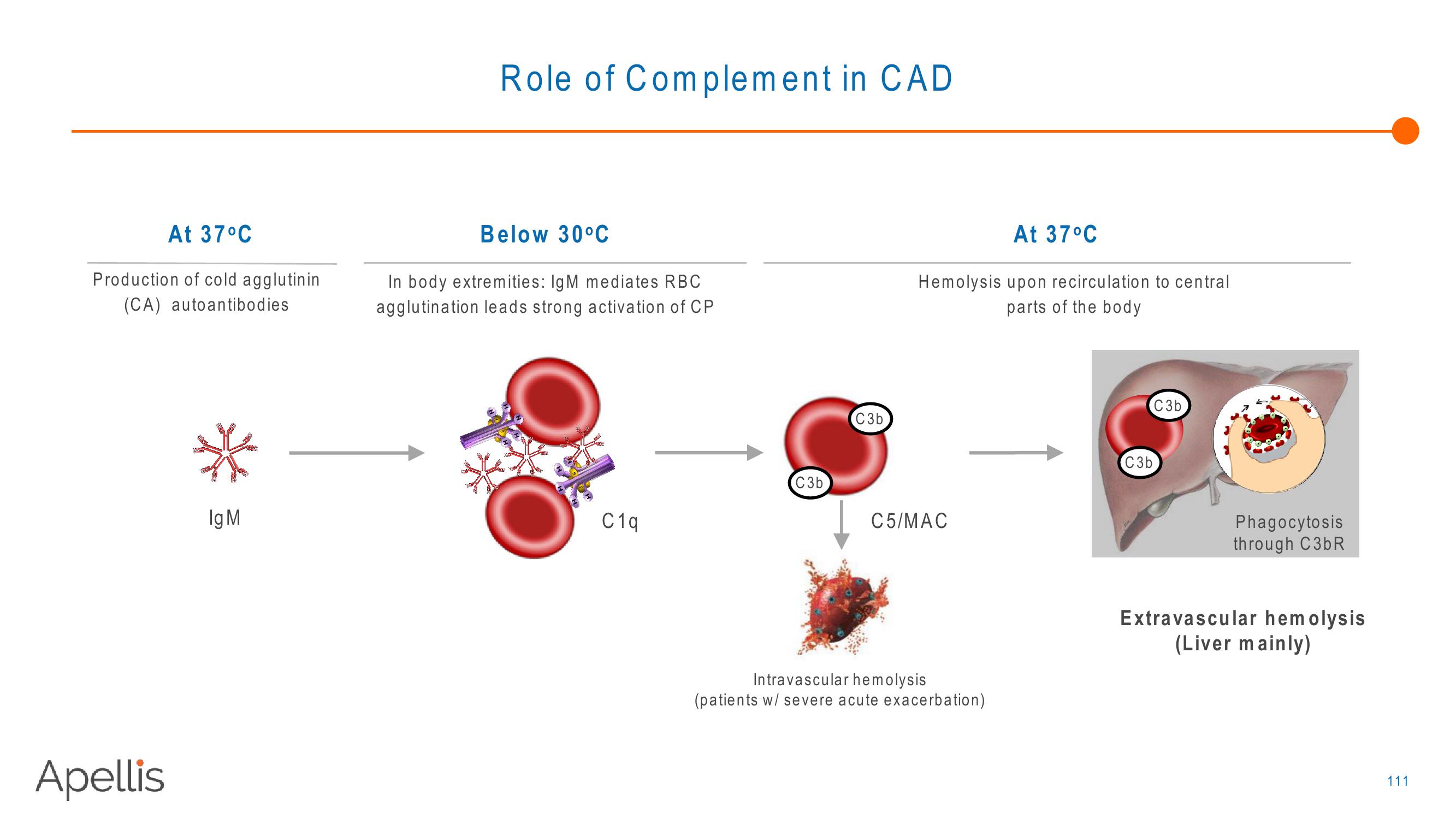 Apellis R&D Day 2018 slide image #111