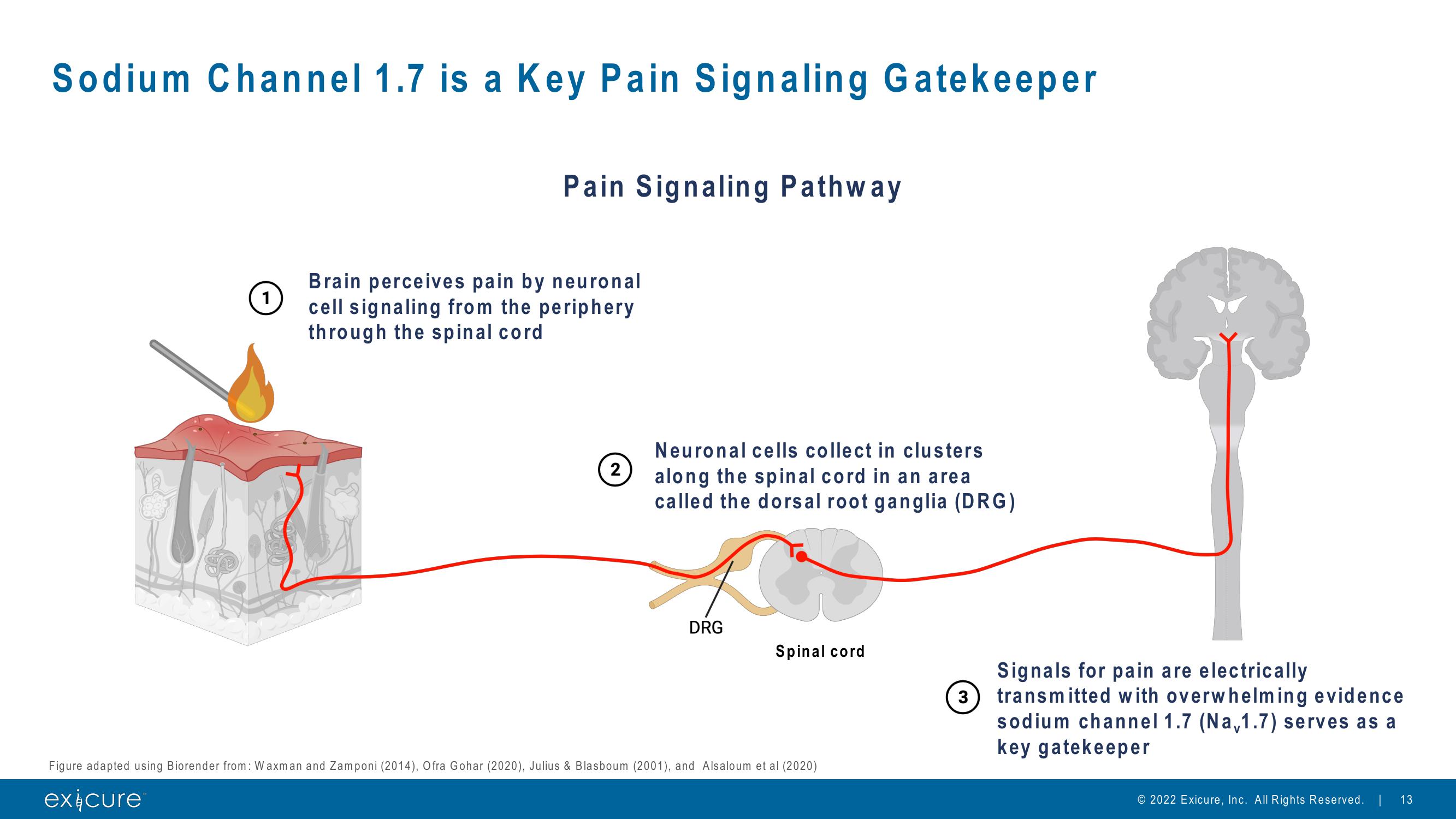 Pursuing Next Generation Nucleic Acid Therapies slide image #13