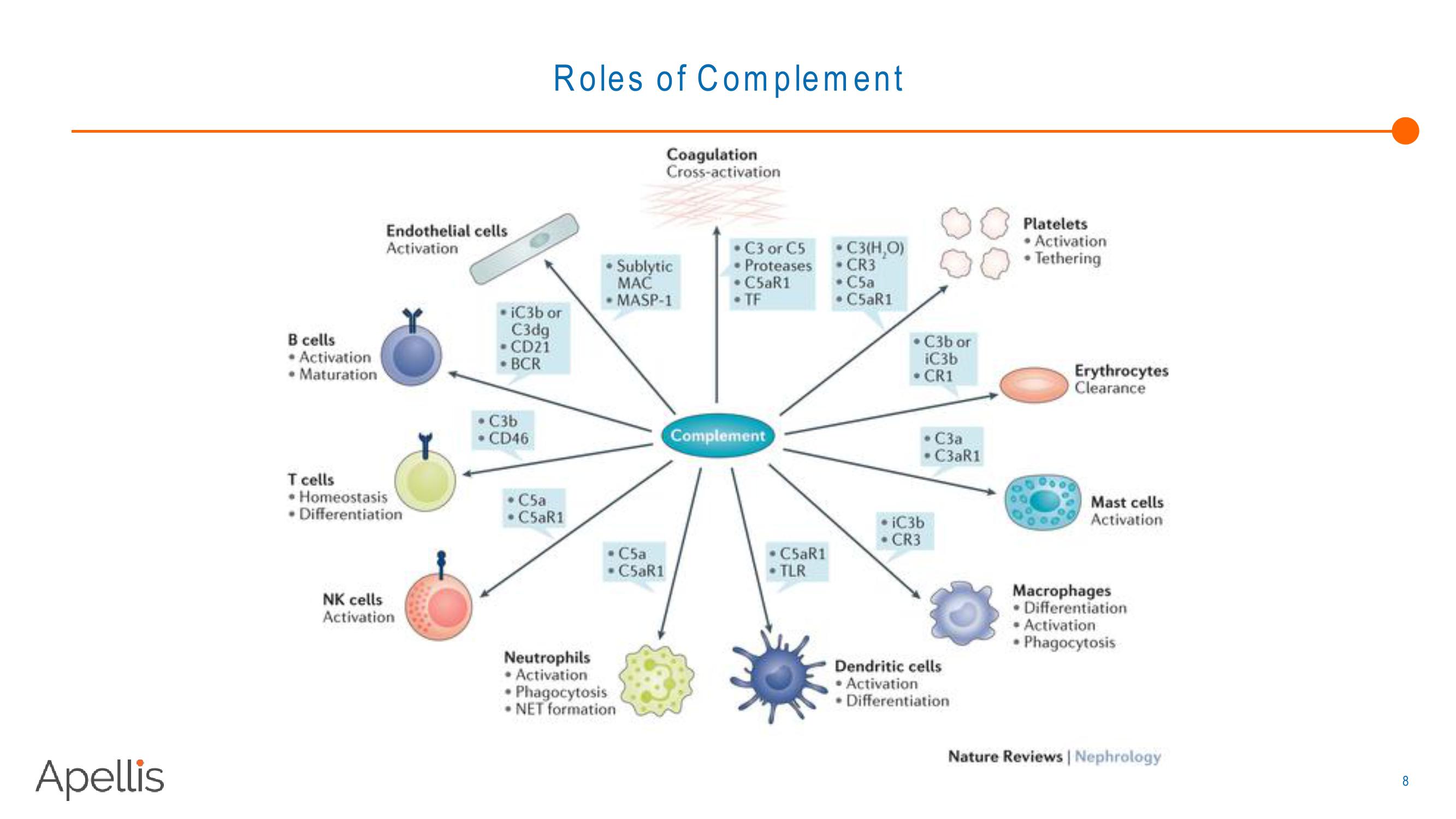 Apellis R&D Day 2018 slide image #8