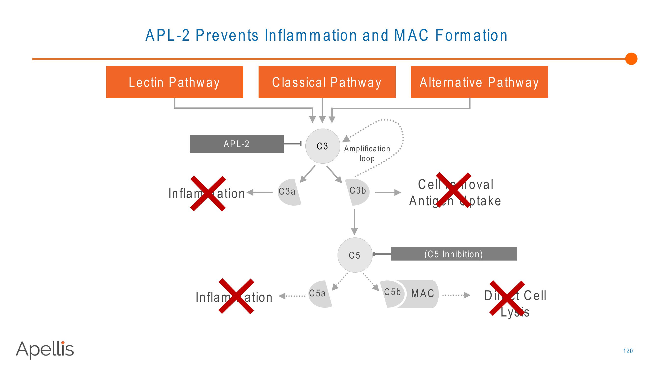 Apellis R&D Day 2018 slide image #120